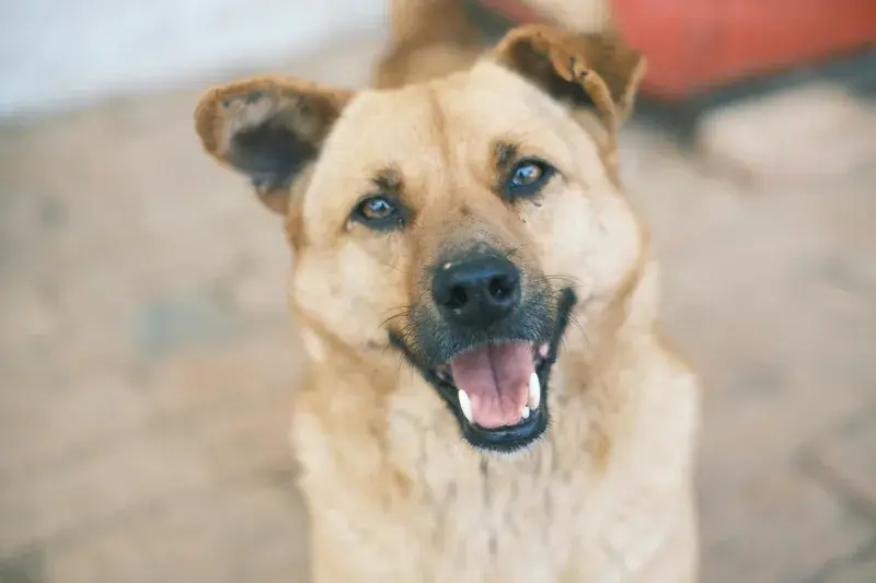 Chinook dog breed