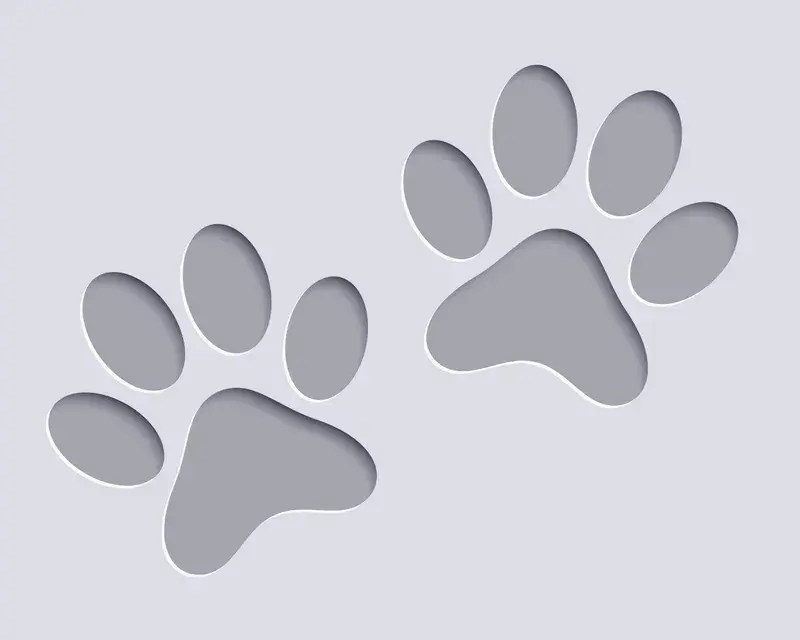 Pug dog breed
