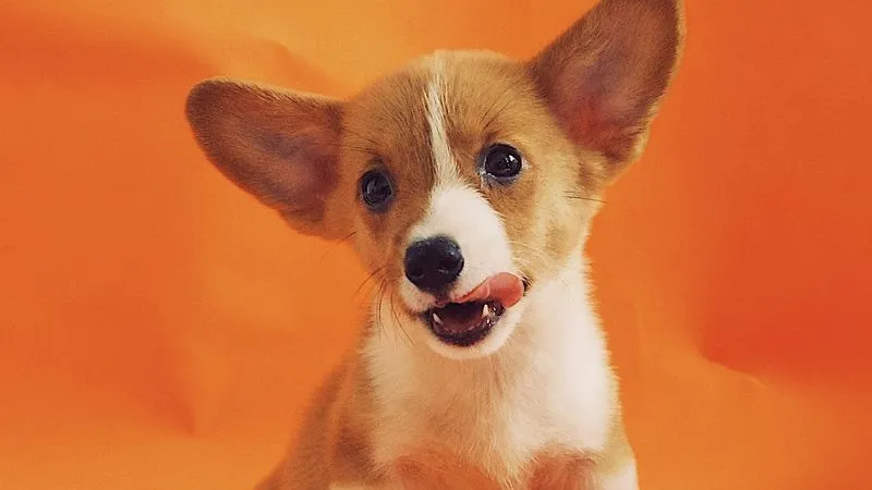 Why popular dog names are so beloved