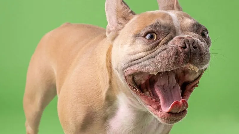 Popular female dog names
