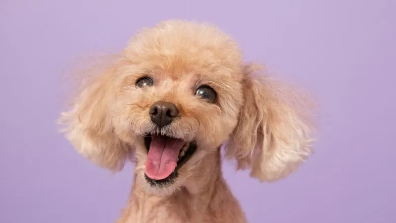 Popular male dog names