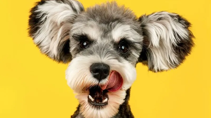 Popular unisex dog names