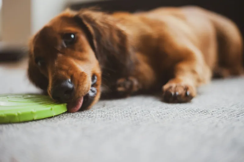 What To Do If Your Dog Eats Something Toxic