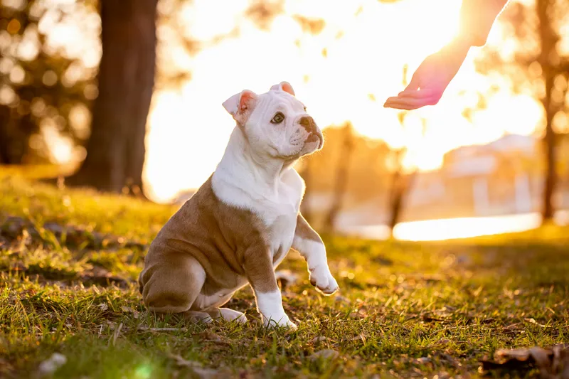 Puppy learning housebreaking basics with owner supervision