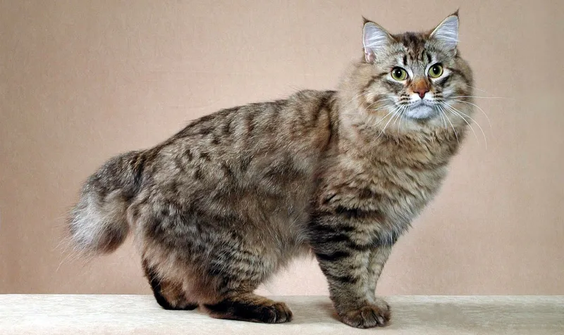 American Bobtail cat breed