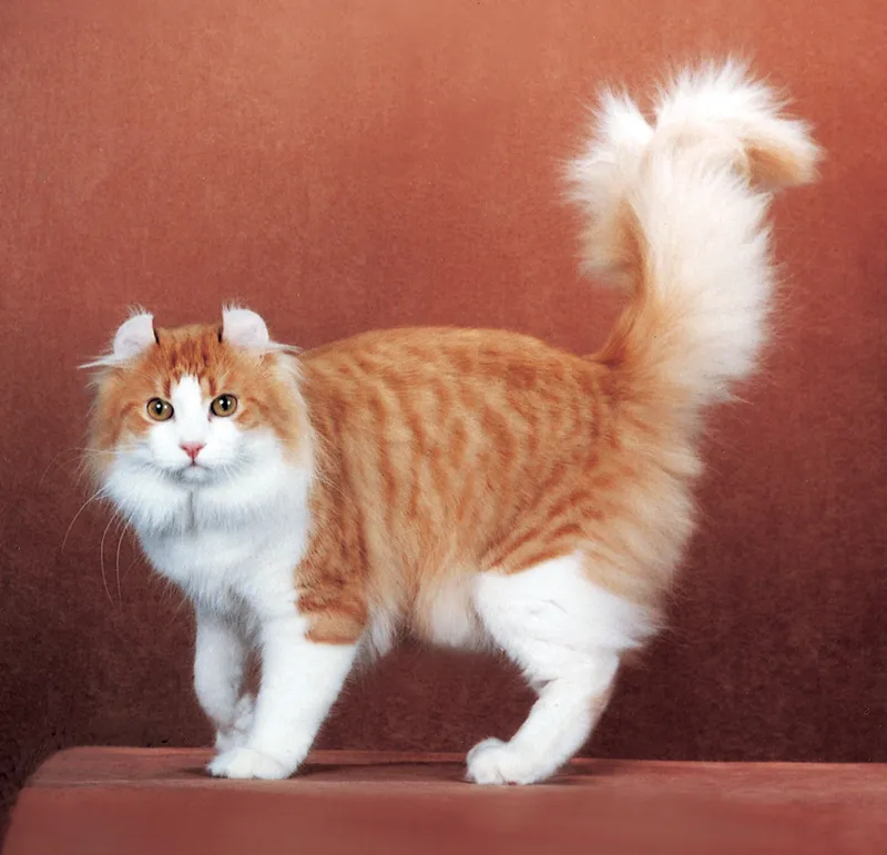 American Curl cat breed