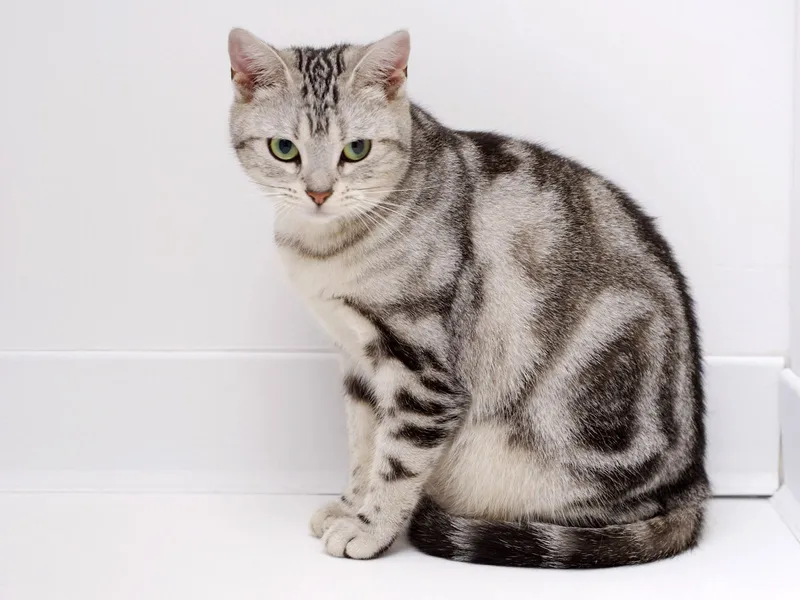 American Shorthair cat breed
