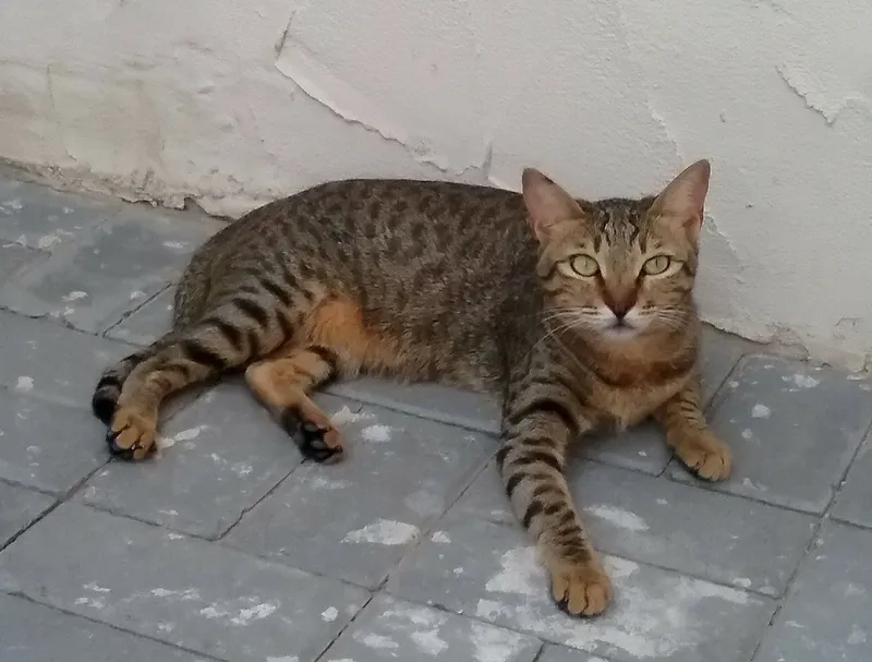 Arabian Mau cat breed