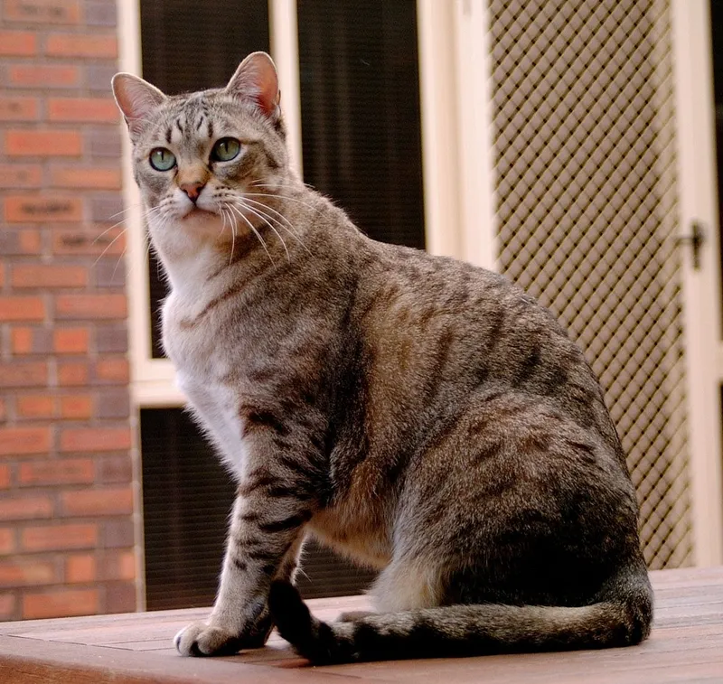 Australian Mist cat breed