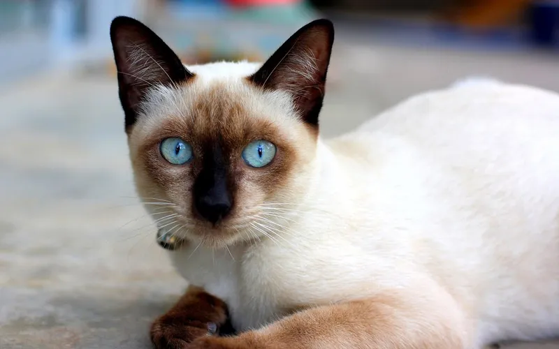 Balinese cat breed