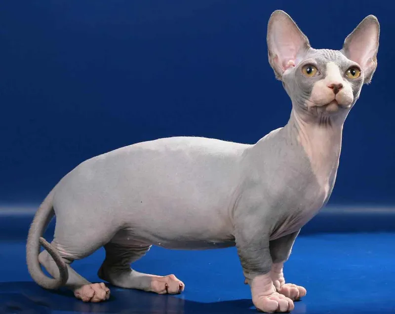 Bambino cat breed