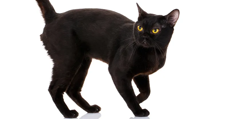 Bombay cat breed