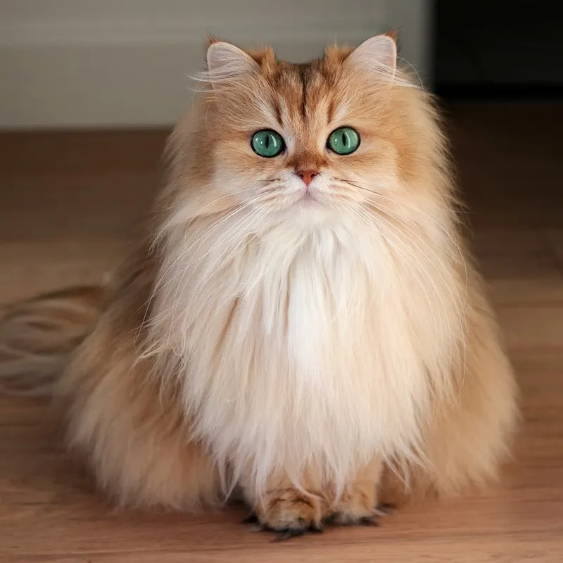 British Longhair cat breed