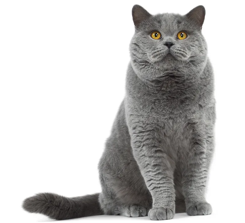 British Shorthair cat breed