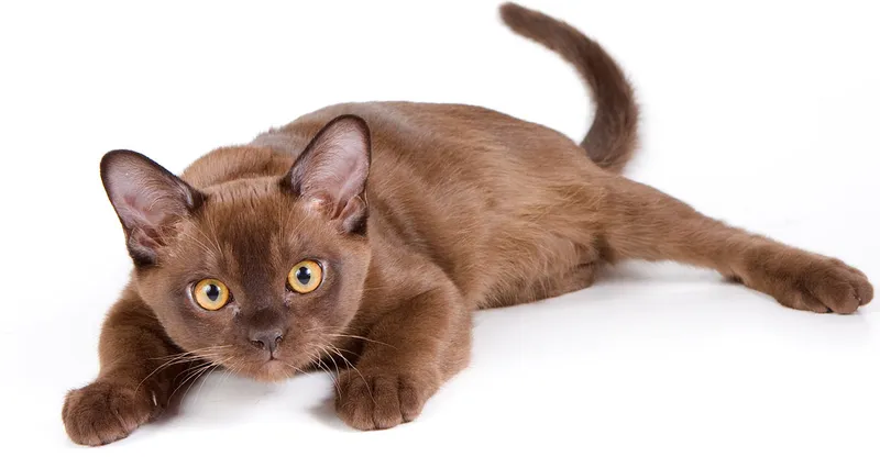 Burmese cat breed