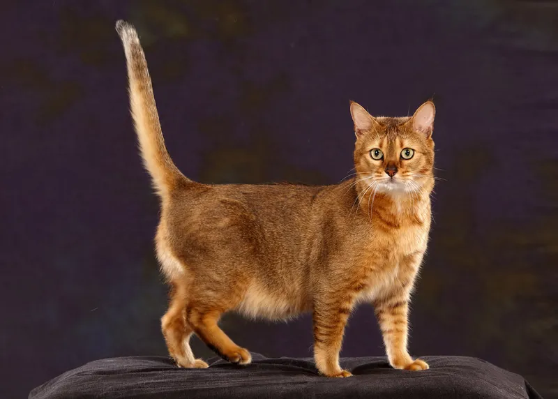 Chausie cat breed