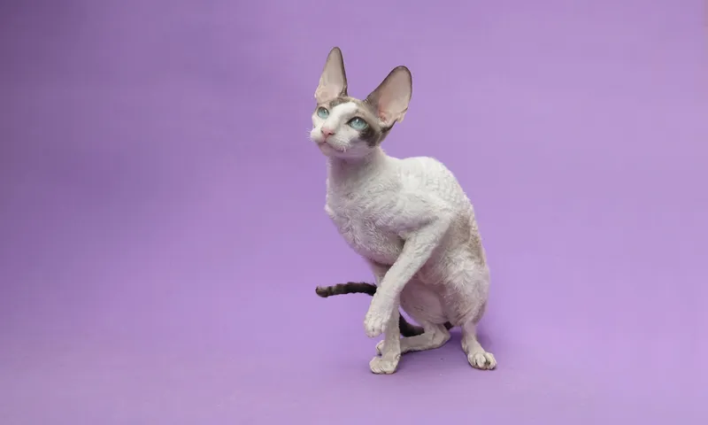 Cornish Rex cat breed