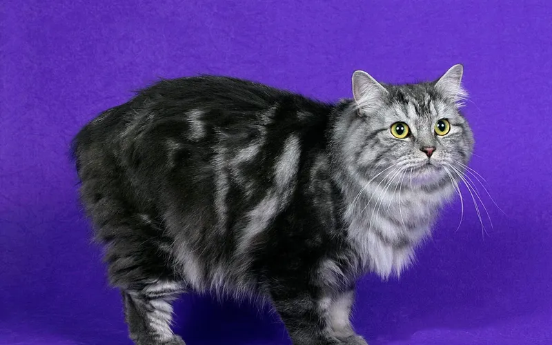 Cymric cat breed