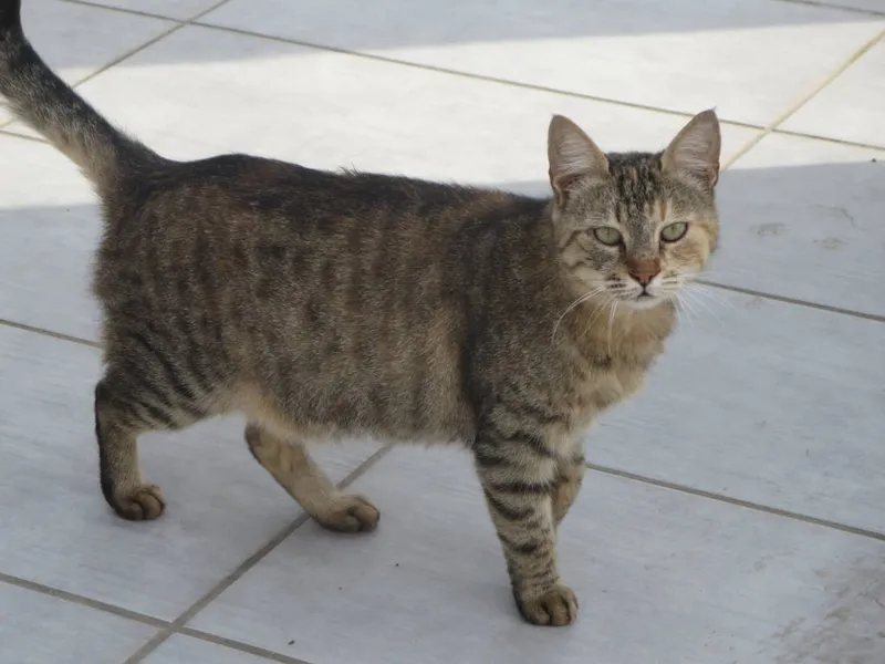 Cyprus cat breed