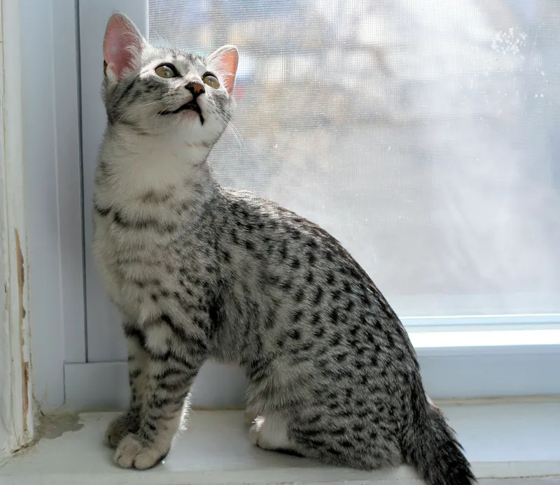Egyptian Mau cat breed