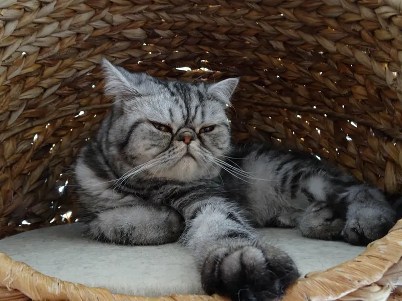 Exotic Shorthair cat breed