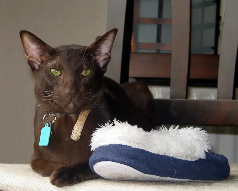 Havana Brown cat breed