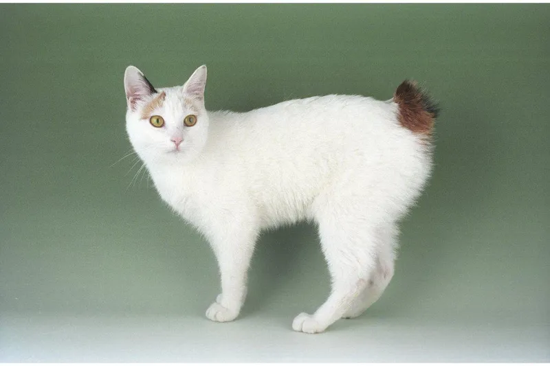 Japanese Bobtail cat breed