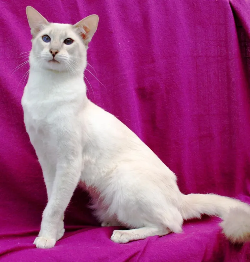 Javanese cat breed
