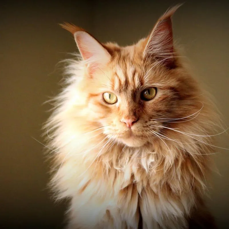 Maine Coon cat breed