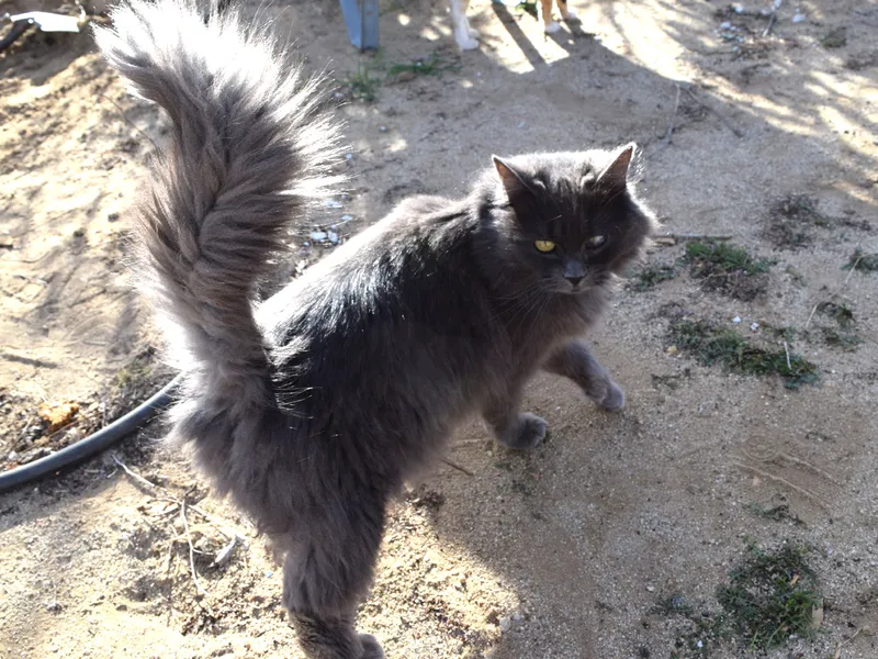 Nebelung cat breed