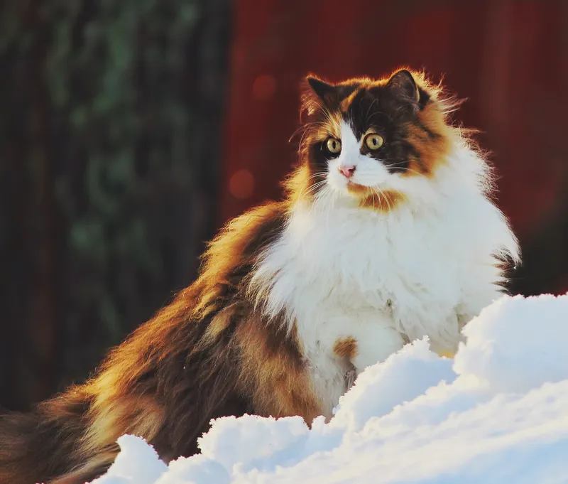 Norwegian Forest Cat cat breed