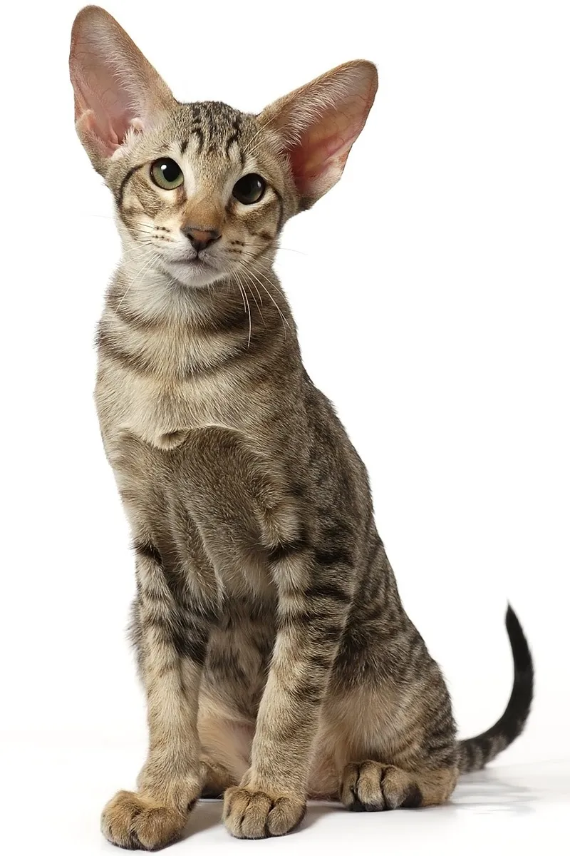 Oriental cat breed