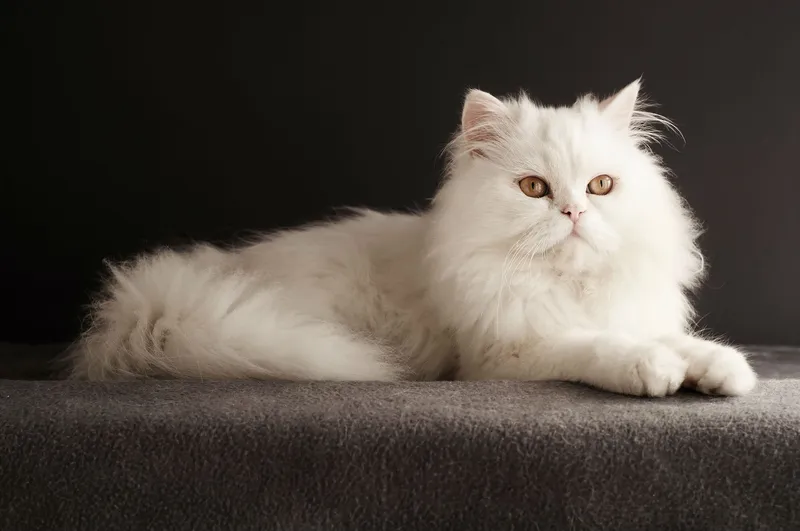 Persian cat breed