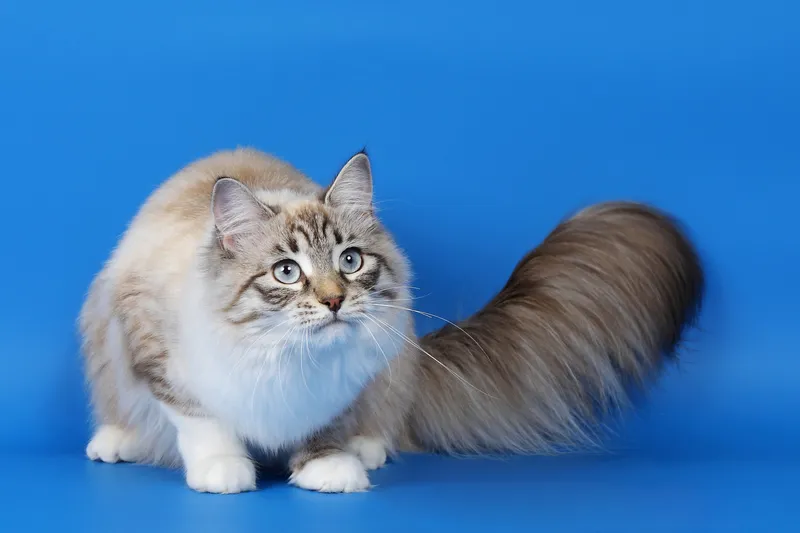 Ragamuffin cat breed