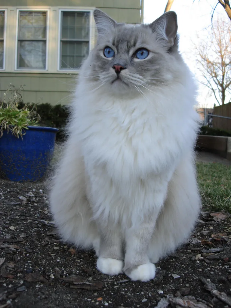 Ragdoll cat breed