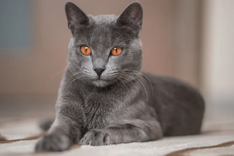 Russian Blue cat breed