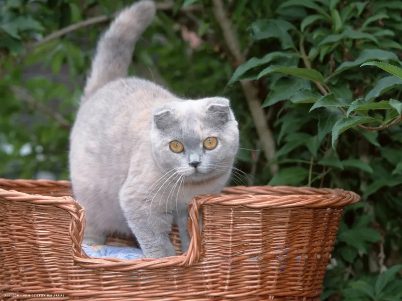 Scottish Fold cat breed