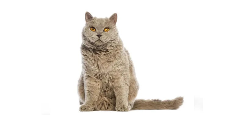 Selkirk Rex cat breed