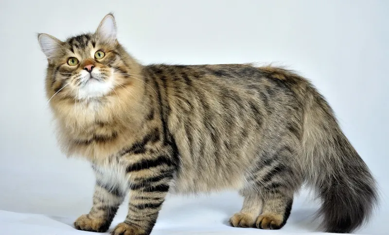 Siberian cat breed