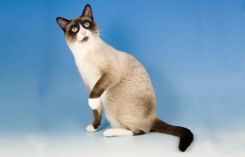 Snowshoe cat breed