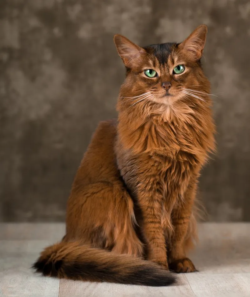 Somali cat breed