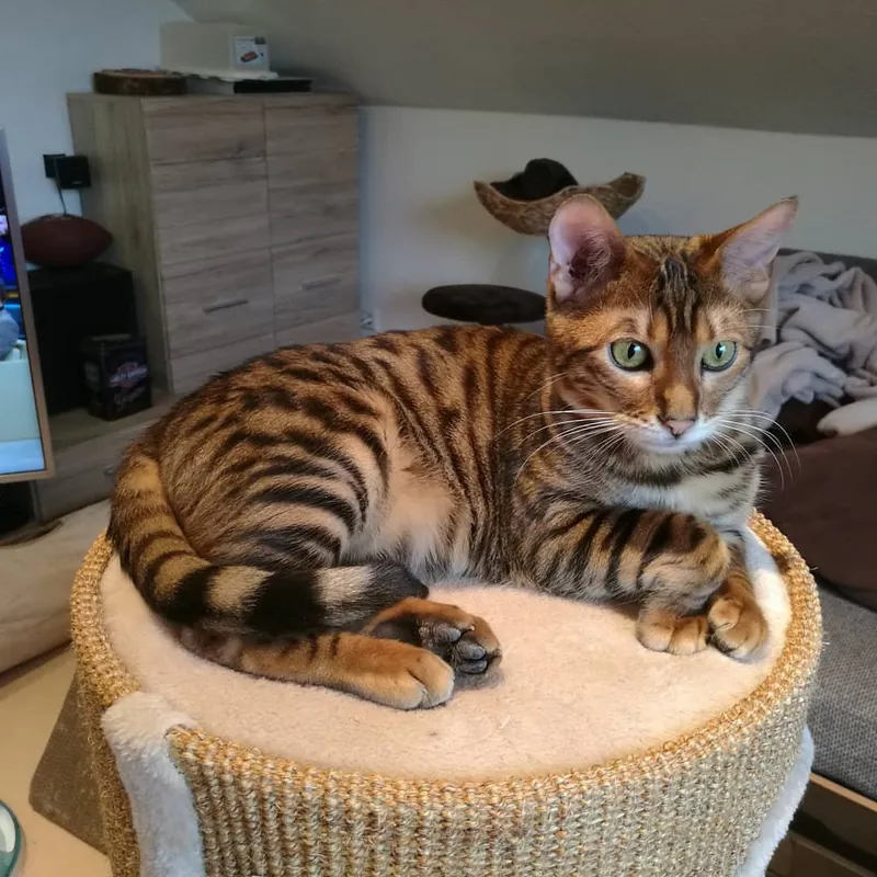 Toyger cat breed