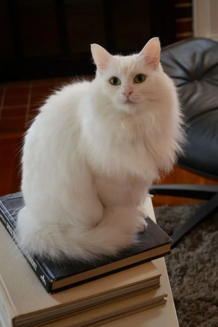 Turkish Angora cat breed