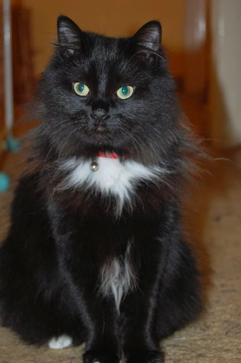 York Chocolate cat breed