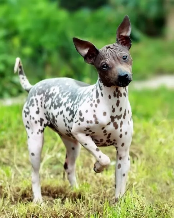 American Hairless Terrier dog breed