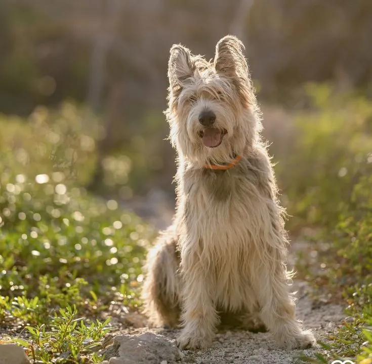 Berger Picard dog breed