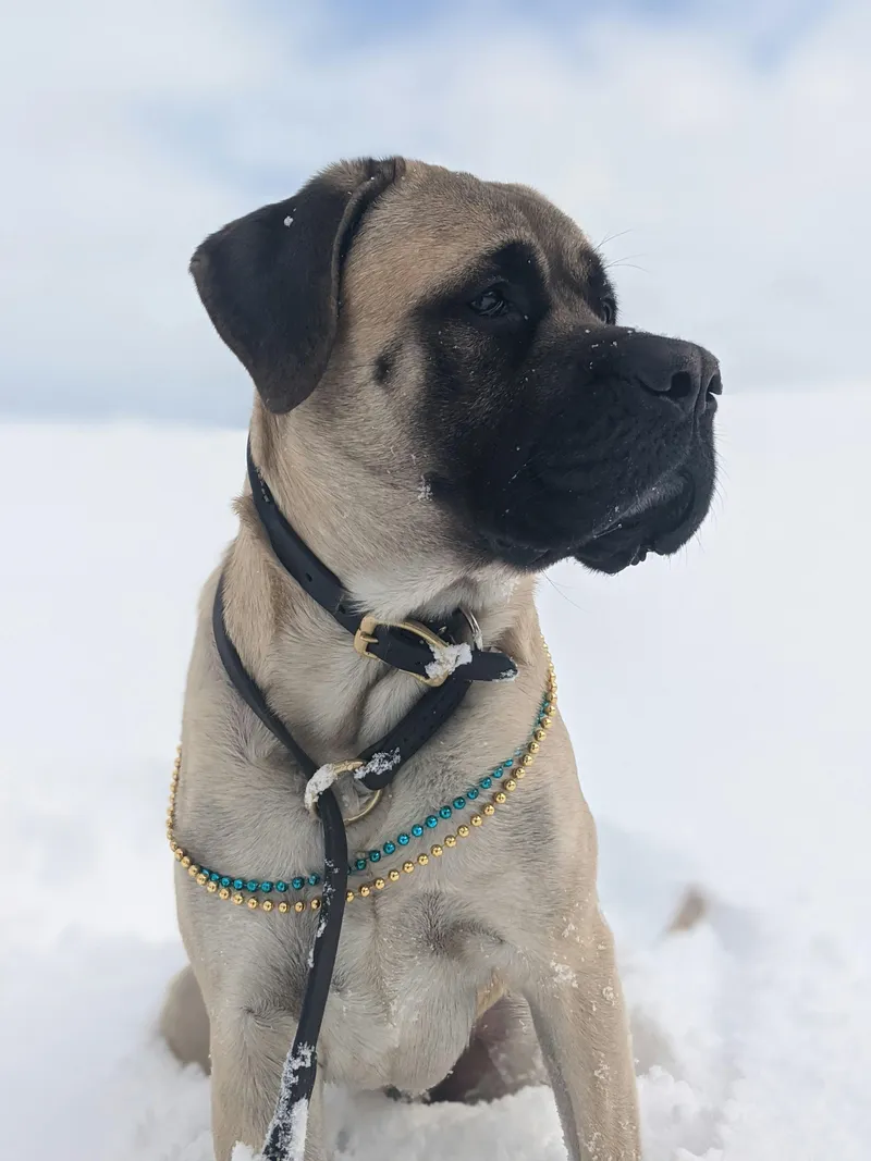 Boerboel dog breed