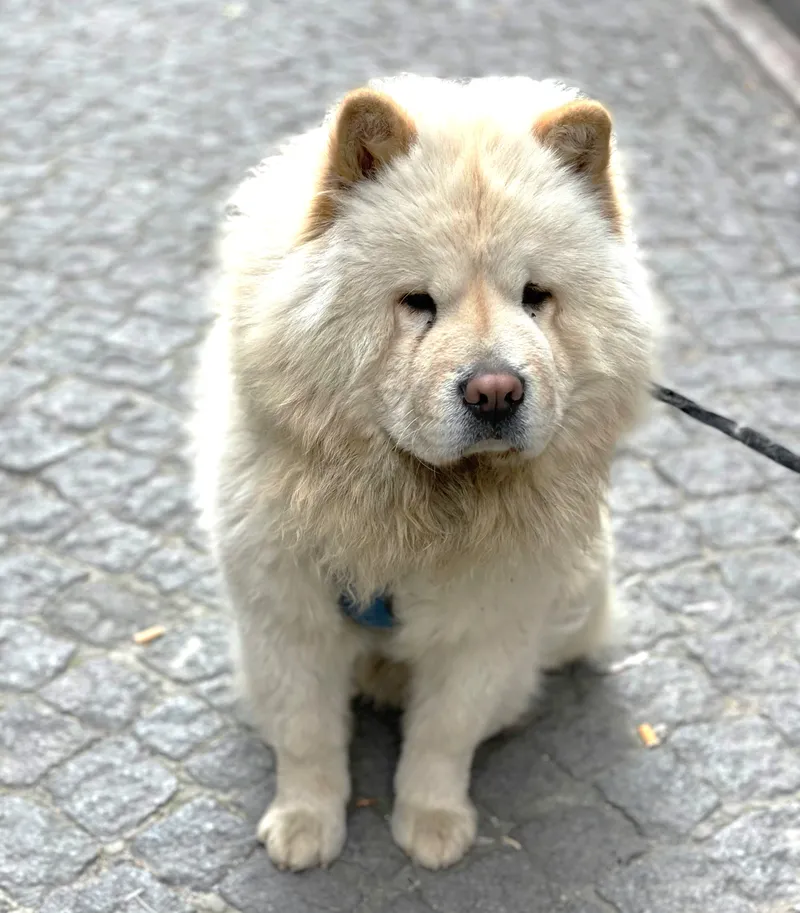 Chow Chow dog breed