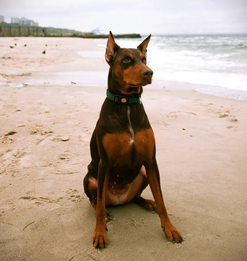 Doberman Pinscher dog breed