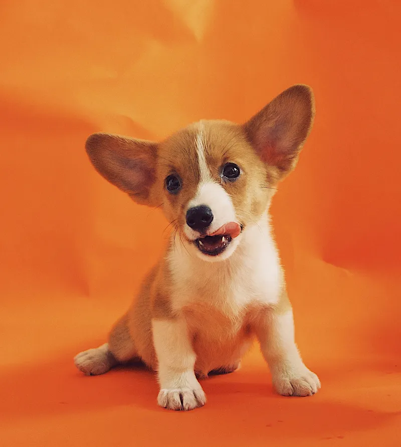 Why popular dog names are so beloved